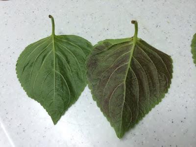 芝麻叶泡菜 깻잎김치的加工步骤