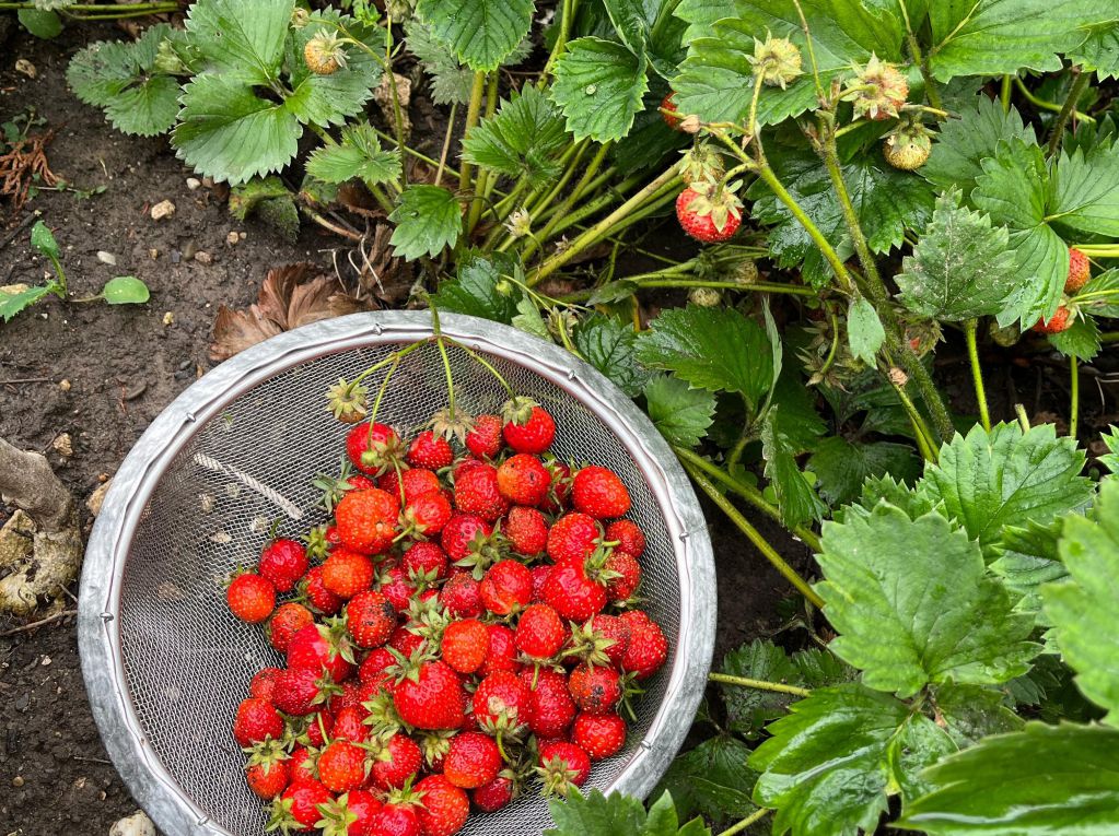 🍓超简草莓鲜奶 的加工步骤