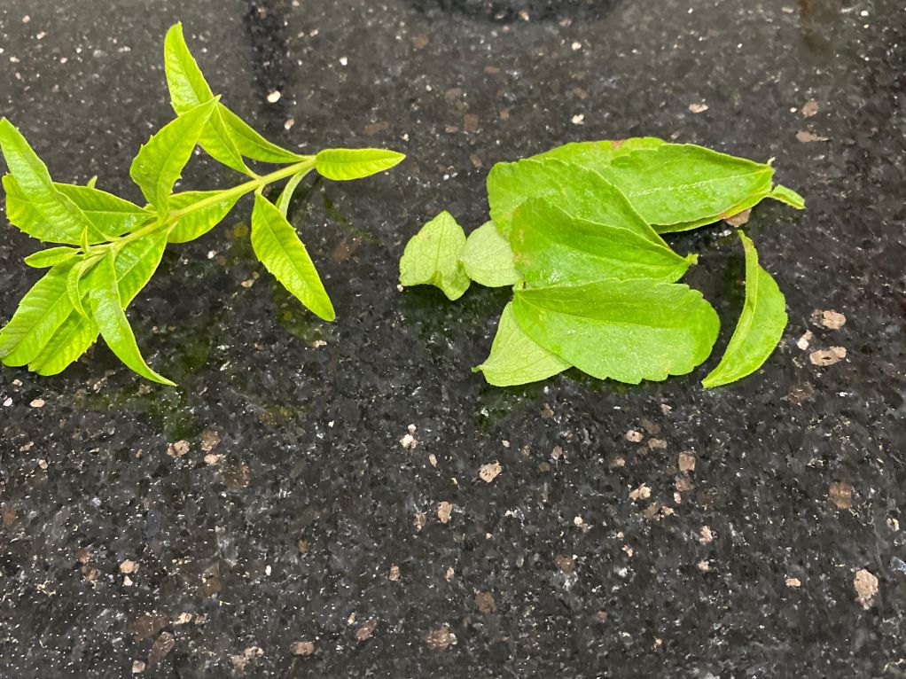 蜂蜜柠檬香草饮的加工步骤