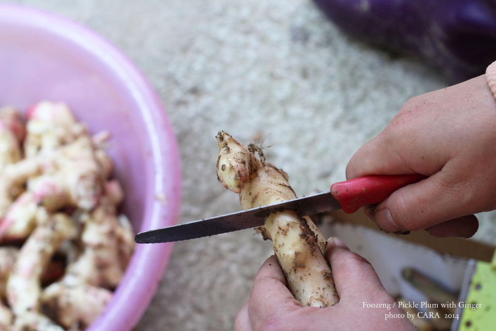 C" 客家腌梅渍嫩姜，季节限定酸甜滋味。的加工步骤