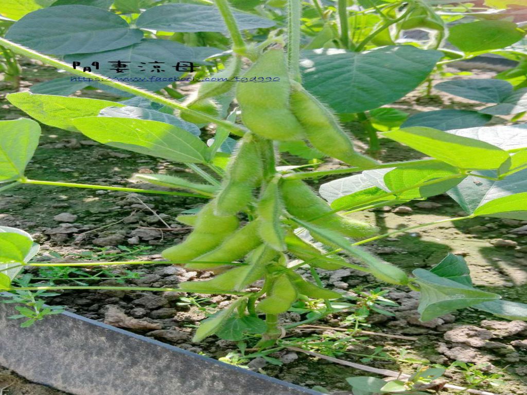 简单好上手开胃小菜-凉拌毛豆的加工步骤