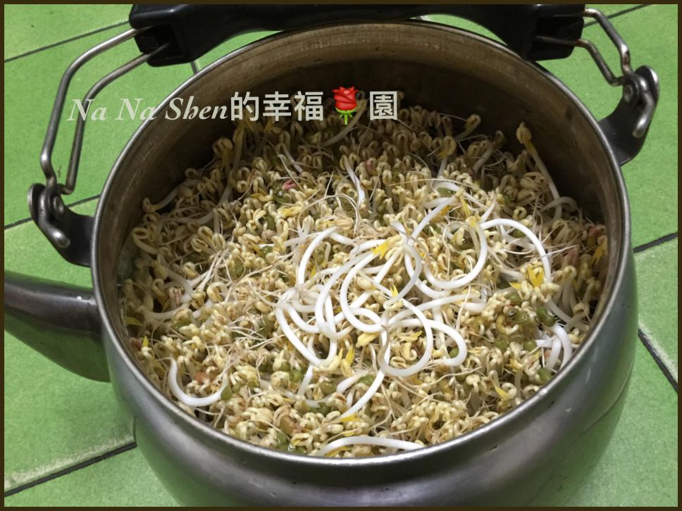 超成功培植【有机绿豆芽菜】的加工步骤