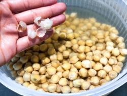 烤香脆微辣的鹰嘴豆(Chickpea)