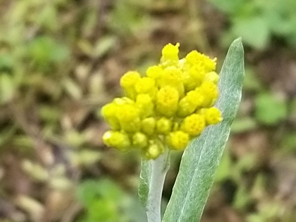 老味草仔粿~鼠曲草的加工步骤