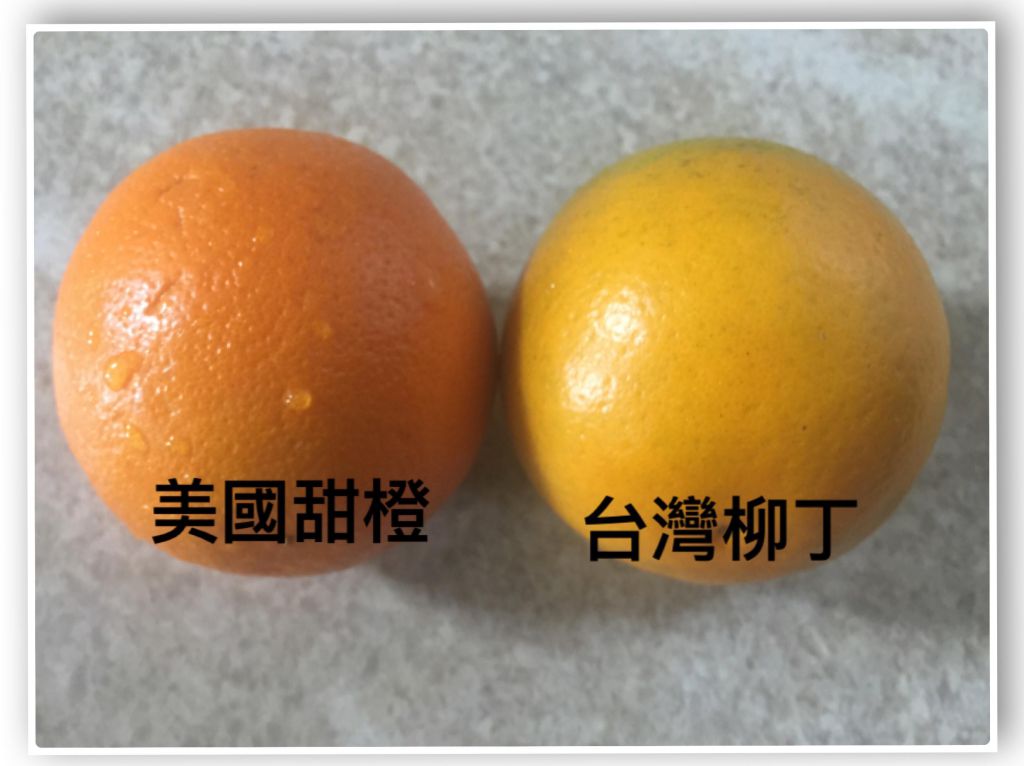 香橙生乳卷🍊的加工步骤