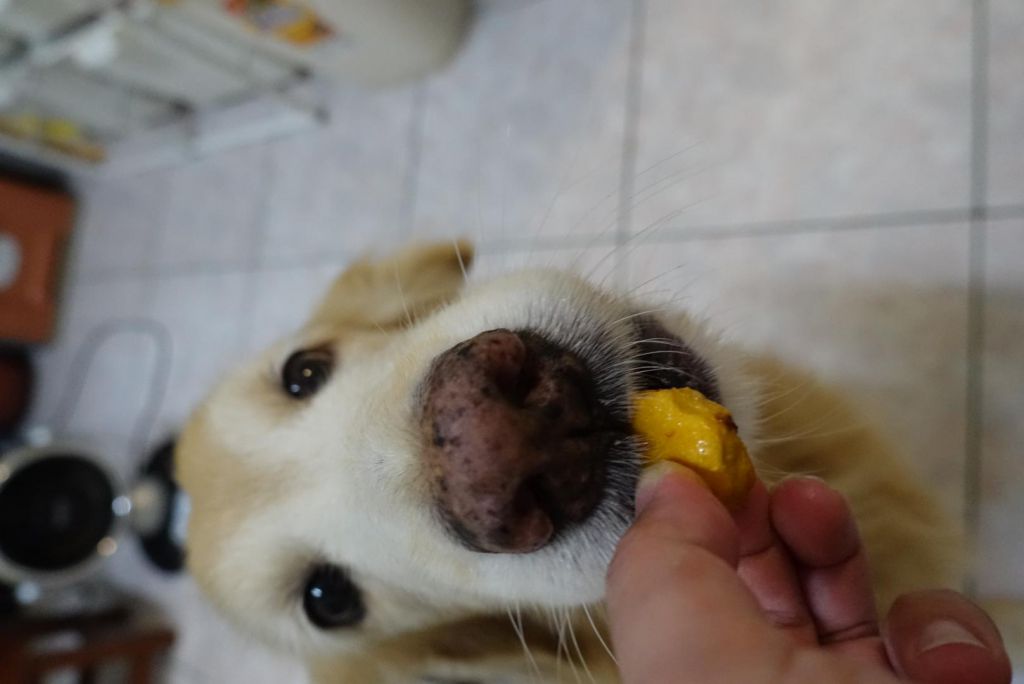 宠物零食-宠物饼干的加工步骤